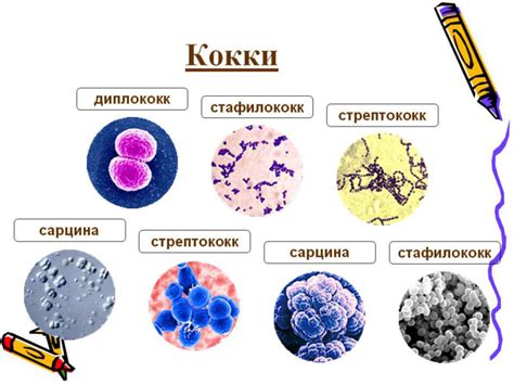 Кокки в микробиоме человека