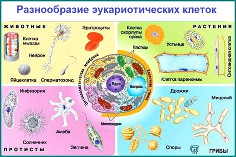 Комплексные организмы: определение и характеристики