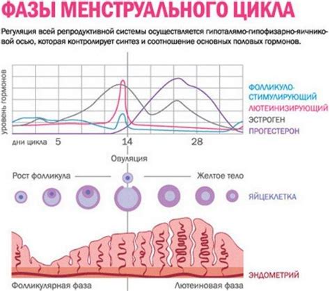 Компликации толстого слоя эндометрия