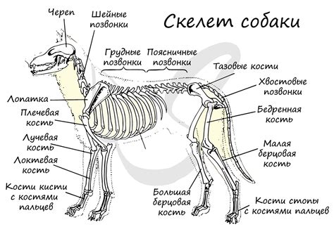 Конечность рычажного типа у млекопитающих: назначение и функции