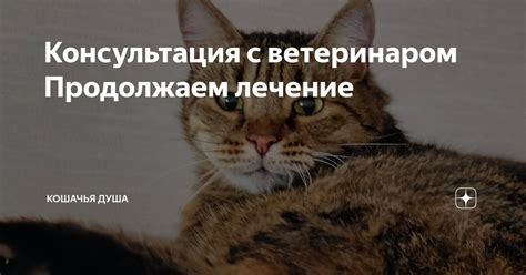 Консультация с ветеринаром: когда обратиться за помощью