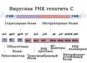 Концентрация РНК гепатита C