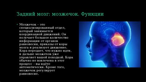 Координационная сложность: как мозг регулирует равновесие в вертикальном положении