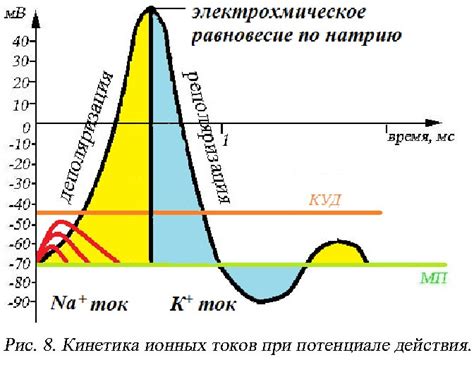 Коридорное образование: потенциал и влияние