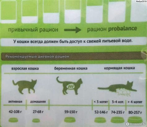 Кормление котят молоком: полезная информация