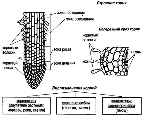 Корни умеренно уплотнены: как это влияет на растение?