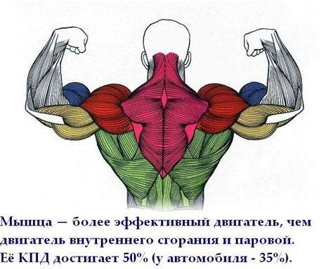 Короткие мышцы: что это такое и как их работа влияет на организм