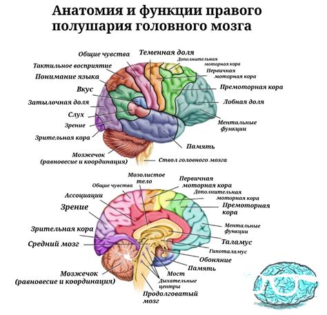 Коррозия головного мозга