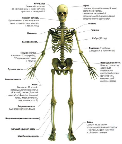 Костлявая или нет: строение скелета и анатомия