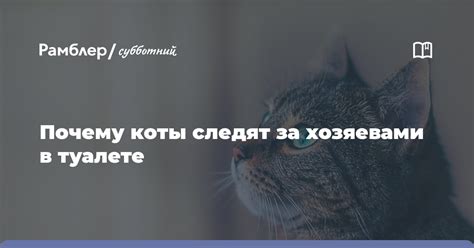 Коты следуют за хозяевами