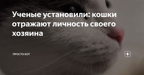 Кошка как отражение эмоционального состояния хозяина