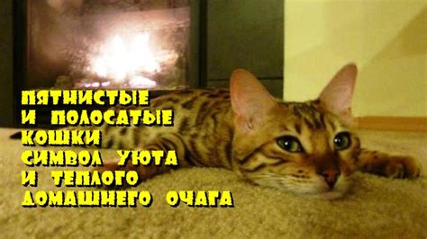 Кошки и котята как символ уюта и домашнего покоя