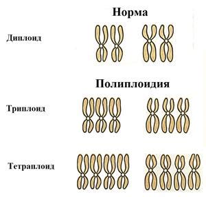 Кратное увеличение числа хромосом: определение и природа явления