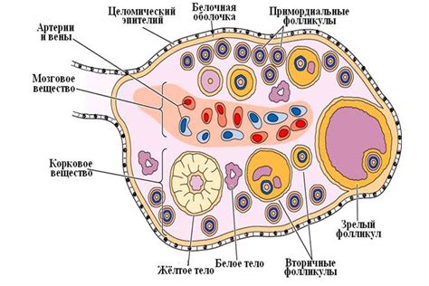 Кровоток желтого тела у женщин