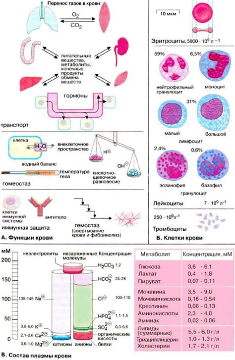 Кровь и ее роль в организме