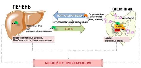 Крупнозернистая структура печени: роль и значение