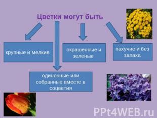 Крупные и мелкие цветки: различия и причины