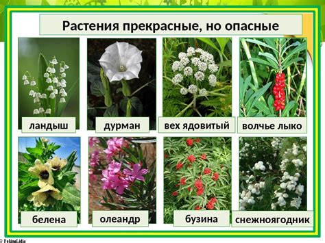 Кручея - опасное растение, применение и свойства