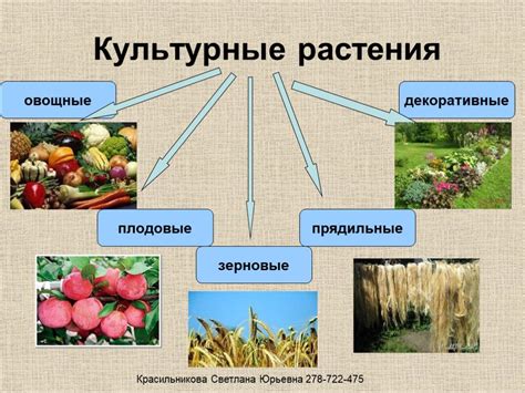 Культурные особенности и использование