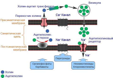 Кумулятивный патч: суть и механизм действия