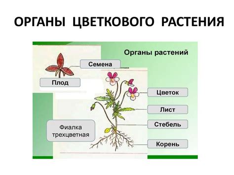 К каким органам относится нефрология?