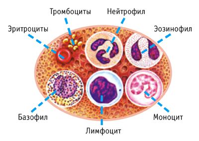 Лейкоциты: основная информация