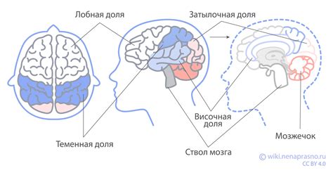 Лечение болей в левой полушарии головного мозга