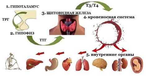 Лечение гипотериоза щитовидки у женщин