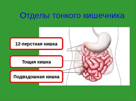 Лечение интоксикации кишечника