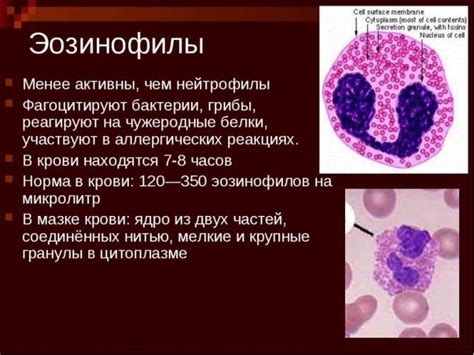 Лечение и контроль пониженных эозинофилов у собак