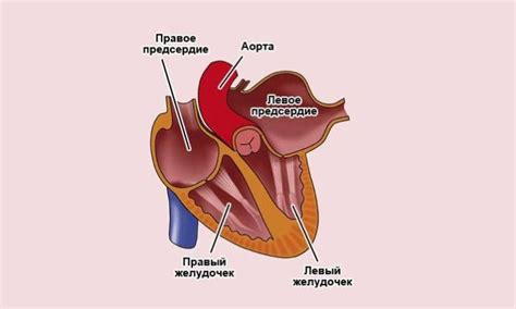 Лечение нарушений левого предсердия на ЭКГ: основные подходы