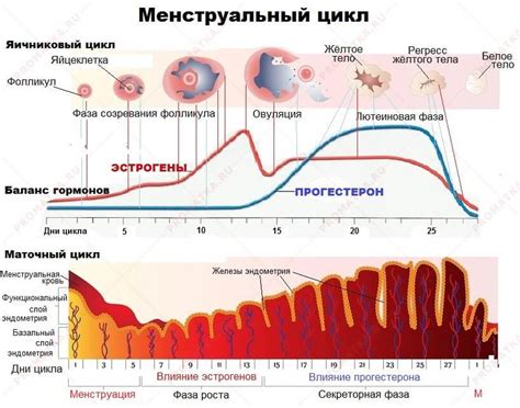 Лечение толстого эндометрия