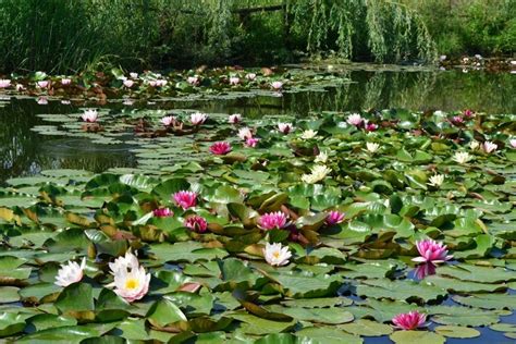 Лилии водные в ландшафтном дизайне