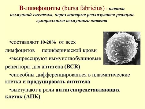 Лимфоциты в крови: важные элементы иммунной системы