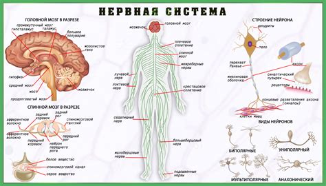 Липиды и нервная система