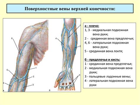 Локтевая вена и ее связь с другими кровеносными сосудами