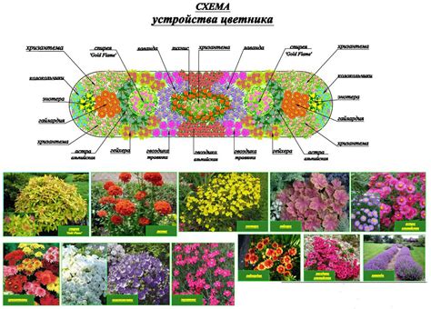 Лучшие семена цветов для посадки в июле