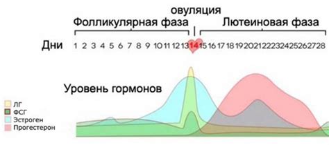 Лютеиновая фаза: что это и как она работает?