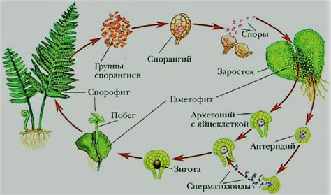 Маваши: размножение и формирование сообщества