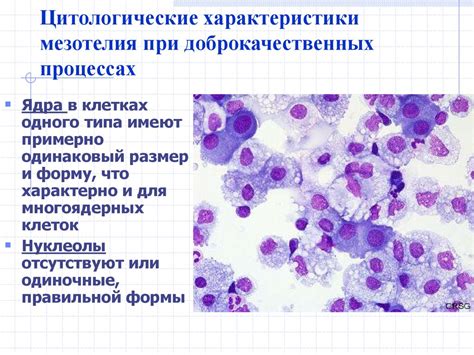 Мазки для цитологического исследования