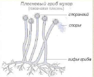 Мазок мицелий гриба: значение и влияние на развитие грибницы