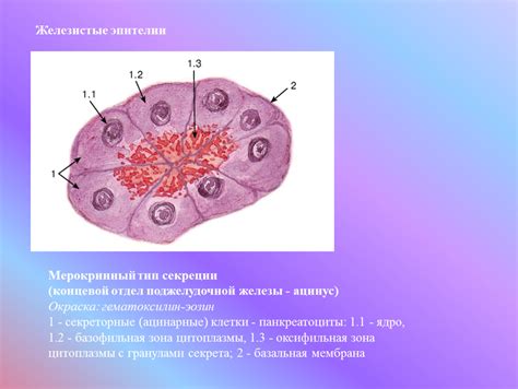 Мазок эпителиальные клетки много что значит