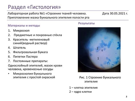 Мазок эпителий: основные понятия