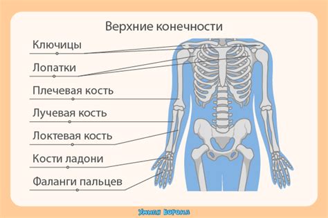 Маленькие руки у человека: понимание анатомии и ее значения