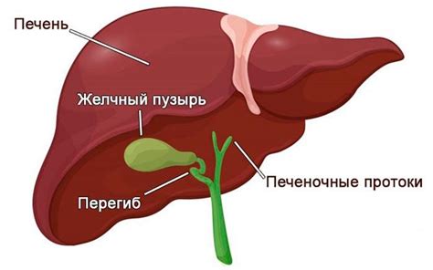 Маленький желчный пузырь у взрослого