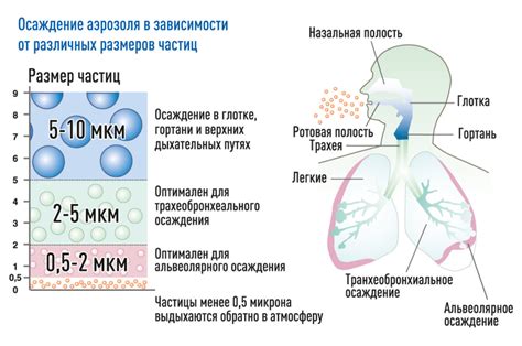 Маленький размер дыхательных путей