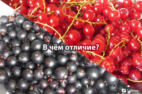 Манго и красная смородина: насыщенность витамином С и бодрость в день