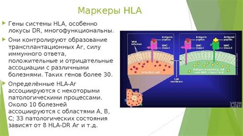 Маркеры HLA системы: важность для организма человека