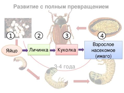 Массовое появление насекомых: причины и символика