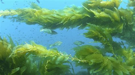 Мегаподы и гигантские водоросли в океанах